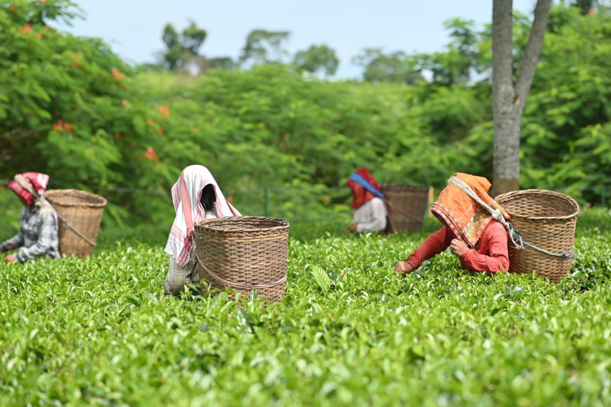Vaani Greens Wildlife Resort, Kaziranga Kuthari Eksteriør bilde
